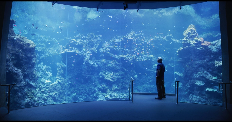 B Roll of interviewee looking at huge fish tank