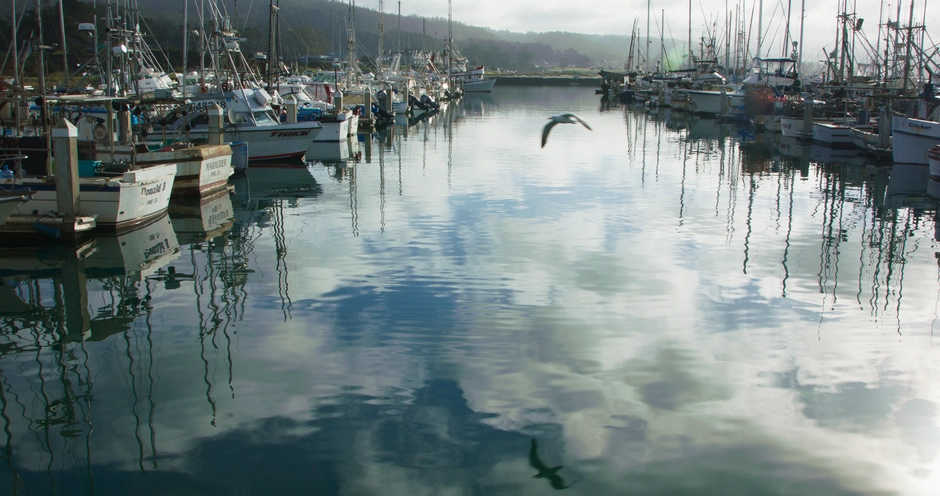 Seagull and boats in a harbor