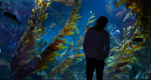 B Roll of interviewee looking at Kelp