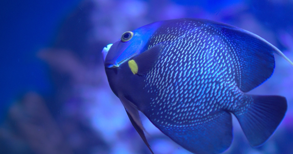 A blue tropical fish