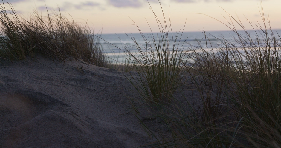 Sand and grasses growing on a dune