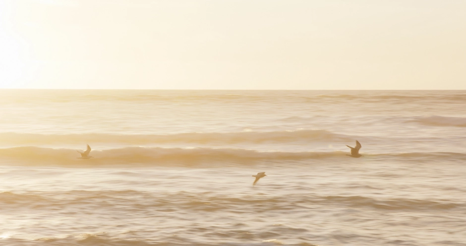 Sunset over the waves with seagulls