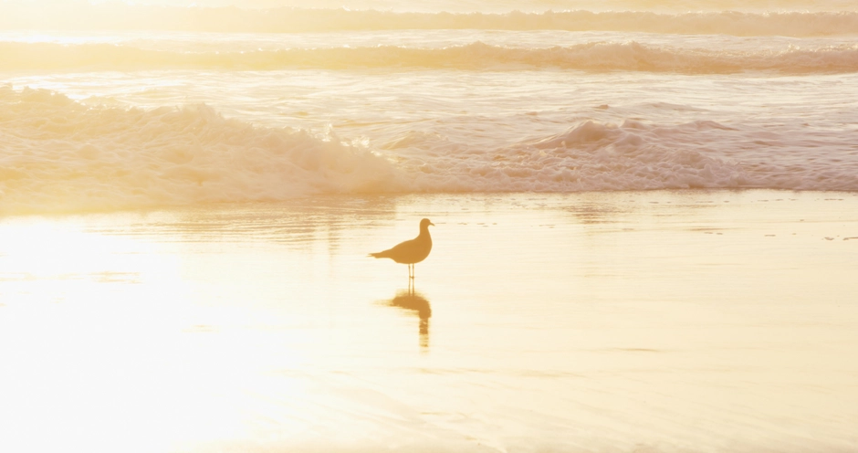 Gulls in the surf at sunset