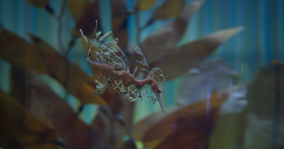 A close up of a sea horse