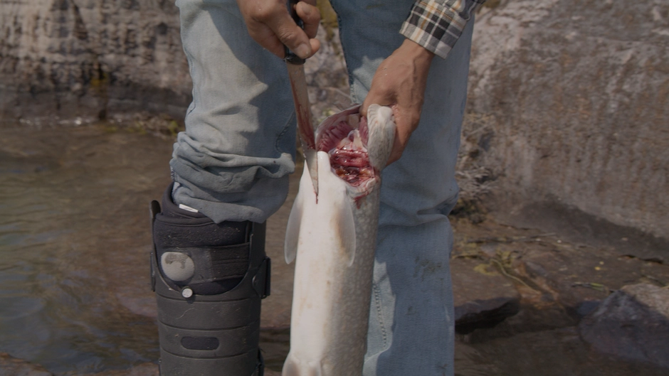 An elder shows us how to gut a fish