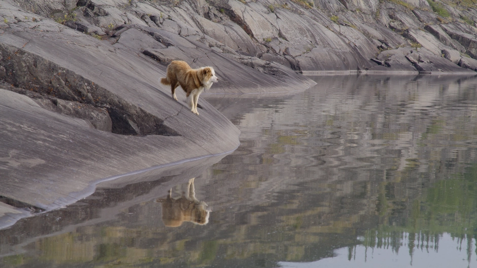 A dog named bear looks out over the water