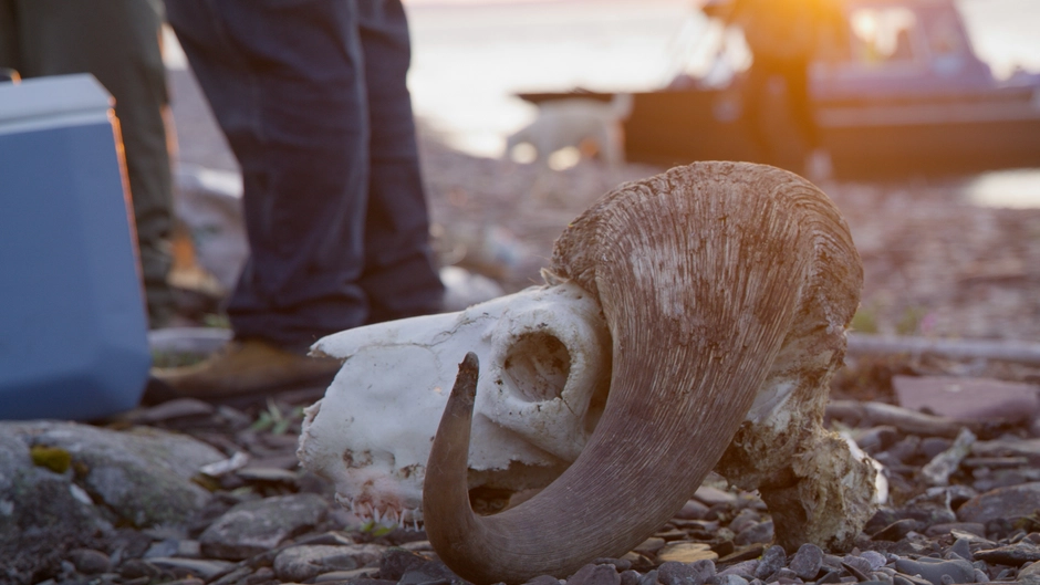 A muskox skull sites on the beach